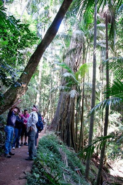 Guide explains about the Rainforest