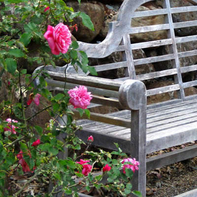 Rose grwoing around a bench seat in Botanic Gardesn