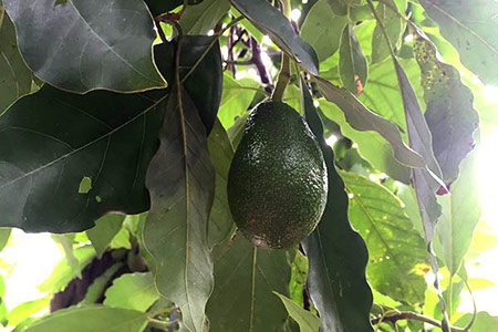 avocado-tree-fuerte-tamborine-mountain