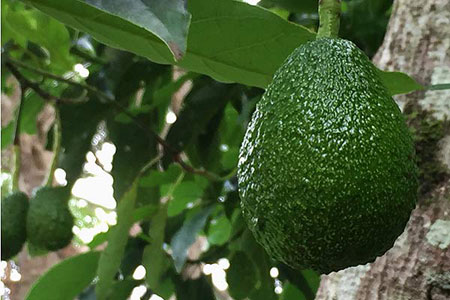 avocado-tree-haas-tamborine-mountain