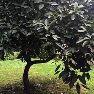avocado-tree-tamborine-mountain