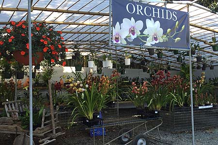 tamborine-mountain-nursery-orchid-house