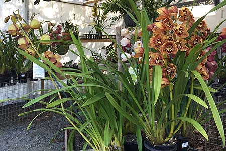 tamborine-mountain-nursery-orchid