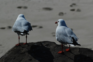 byron-bay-seagulls