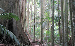 Tall towering rainforest trees on Tamborine Mountain