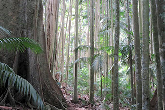 Huge trees at Palm Grove Rainforest Circuit Tamborine Mountain