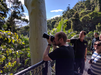Group taking photos from Rainforest Skywalk Lookout