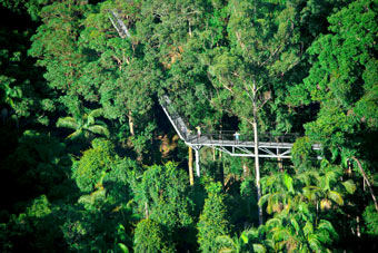 Platforms Tamborine Mountain Rainforest Skywalk