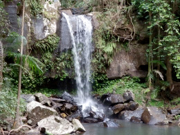 Curtis Falls in Tamborine National Park