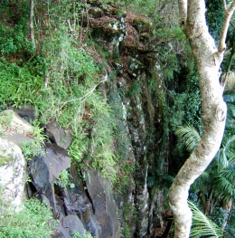 Rainforest Witches Falls Circuit